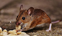 24 Hour & Emergency Exterminators in Country Park Acres, NC